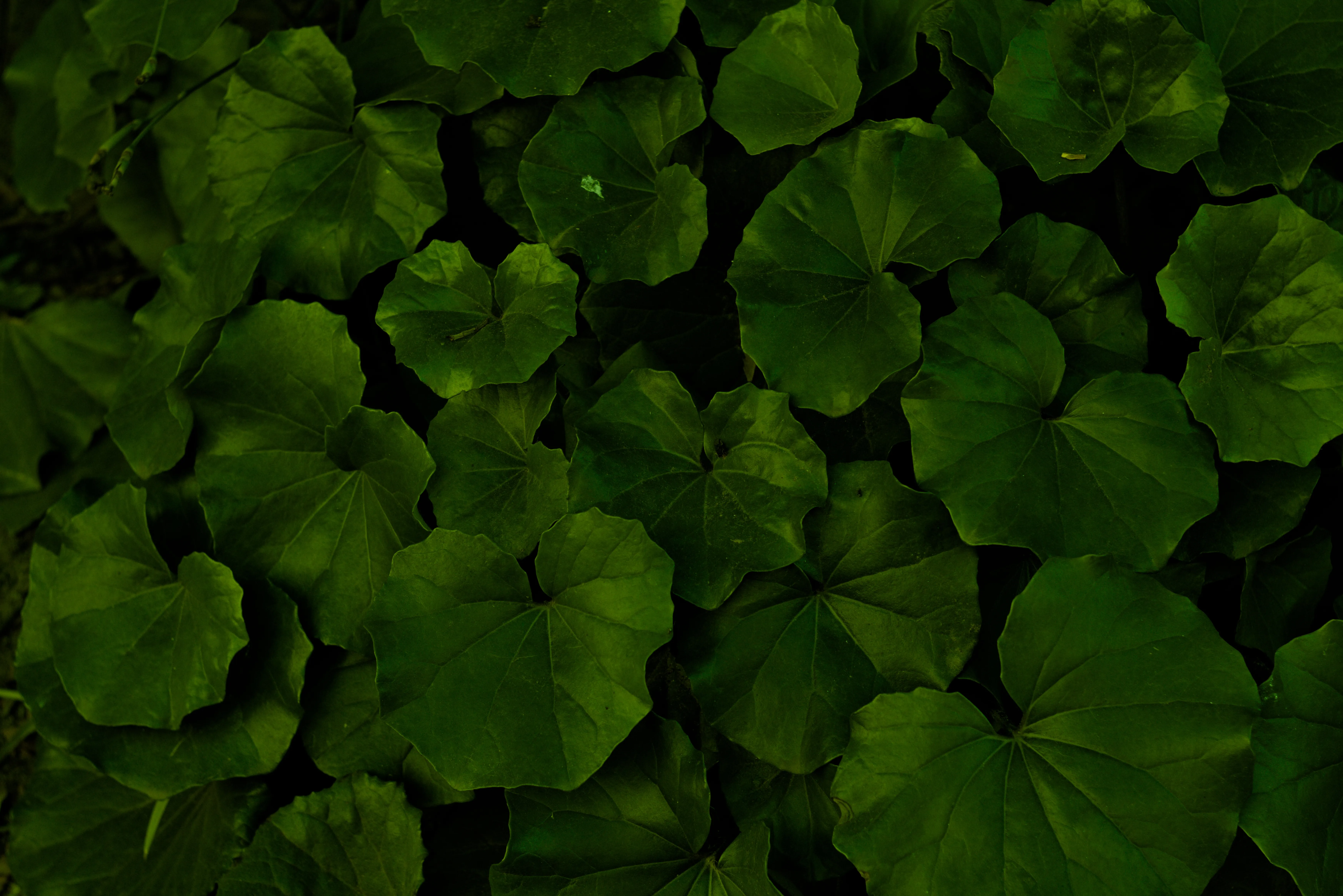 Zenith Helios-77M-4 1,850 (VOMZ) - _I4A5577.webp